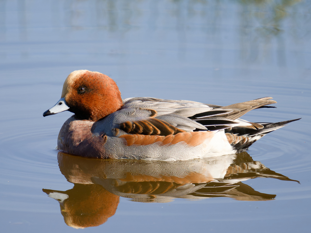 Wigeon